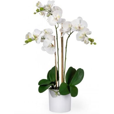 White Orchid Plant in Washington District of Columbia, Flowers At 38